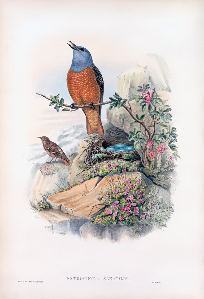 Gemeiner Steinschmätzer von John Gould