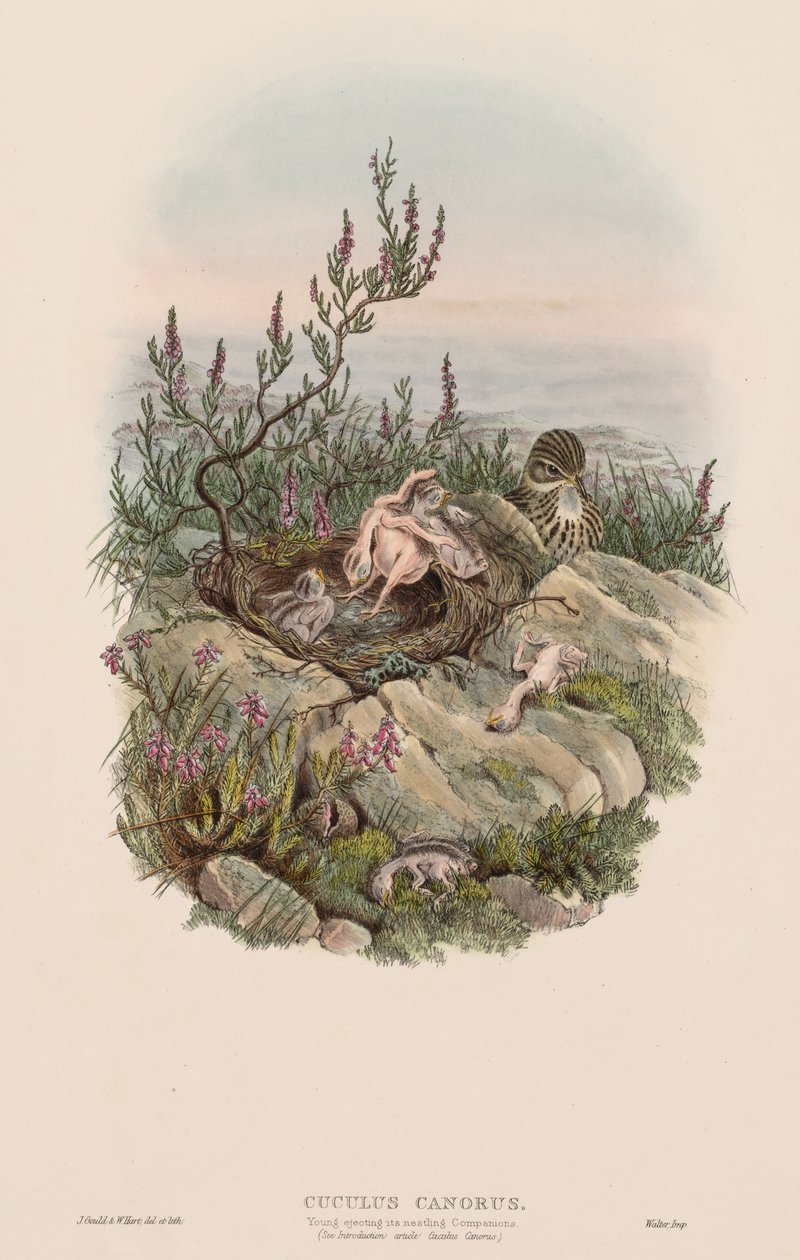 Kuckuck von John Gould