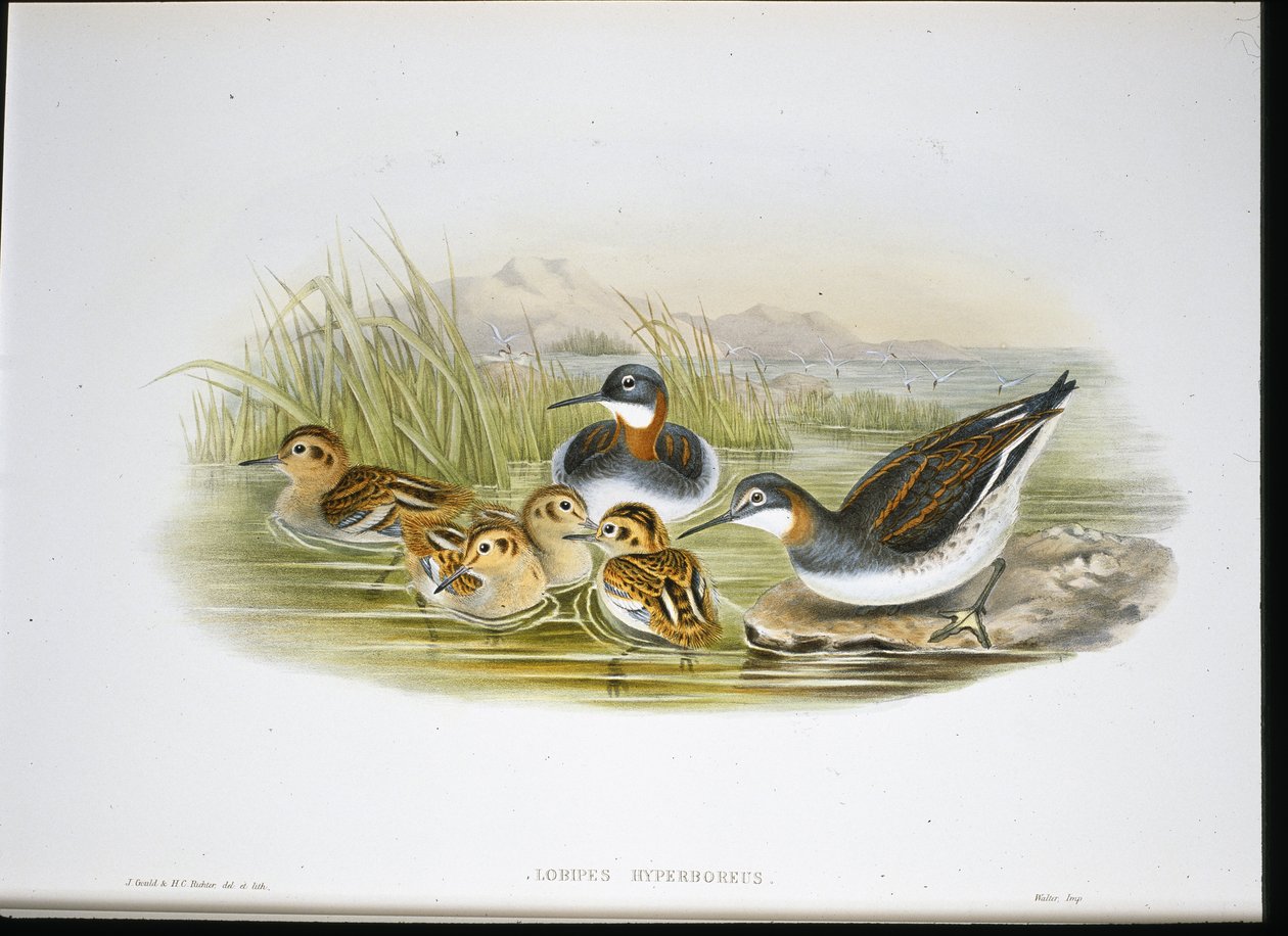 Glanzibis (Falcinellus Igneus) von John Gould