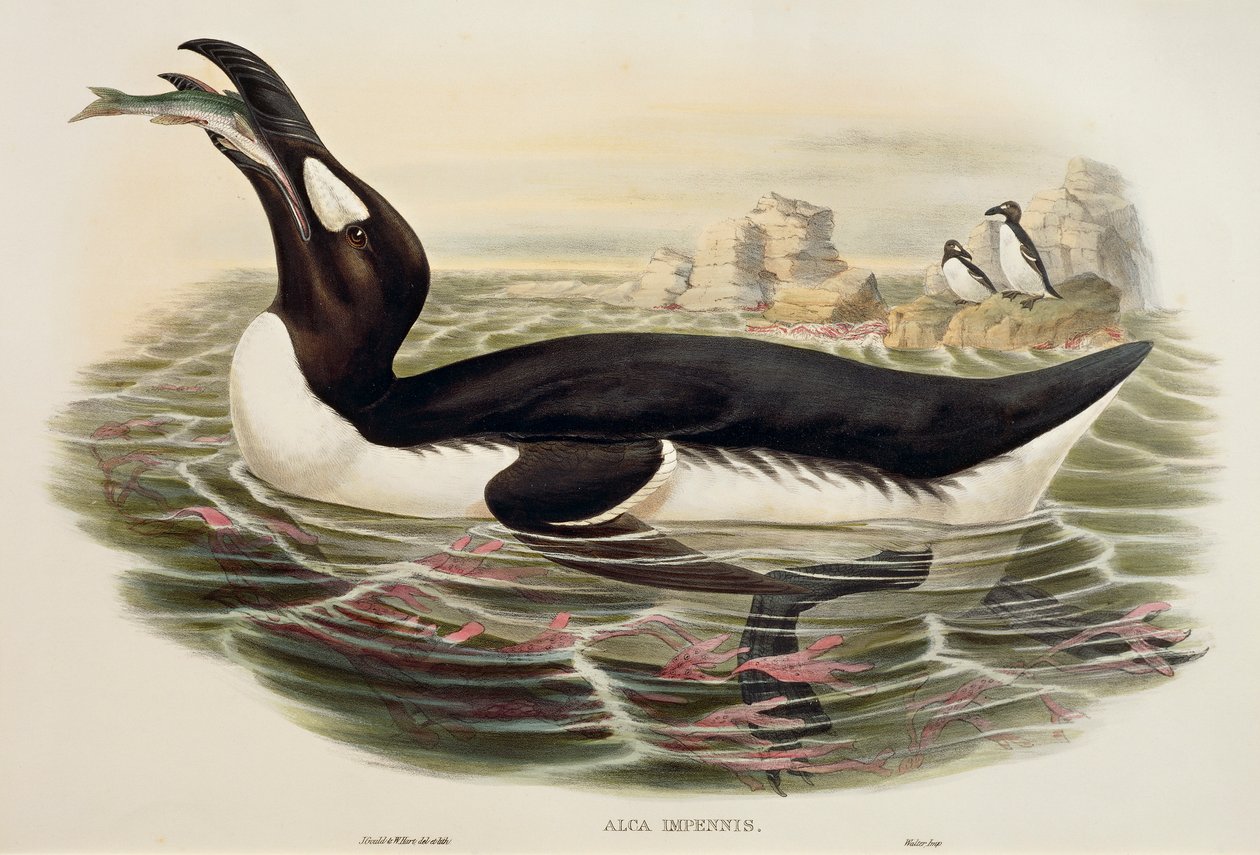 Riesenalk (Pinguinus impennis), Gravur von John Gould