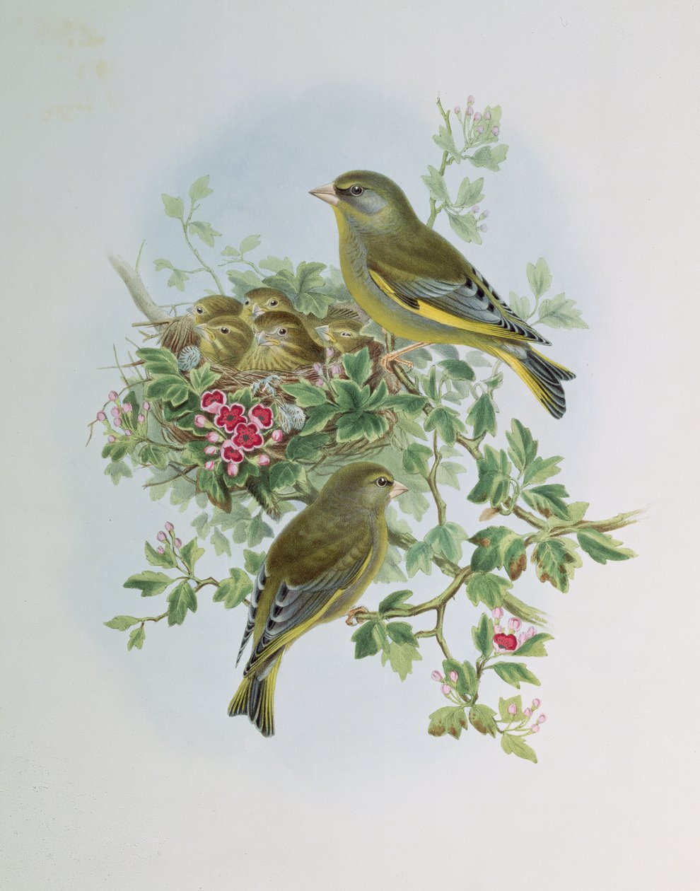 Grünfink von John Gould