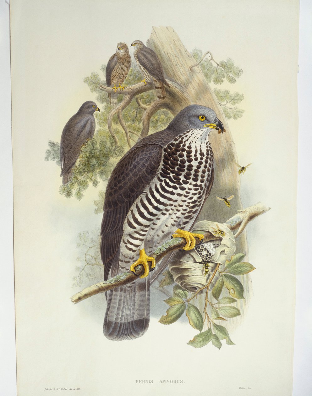 Wespenbussard (Pernis apivorus) von John Gould