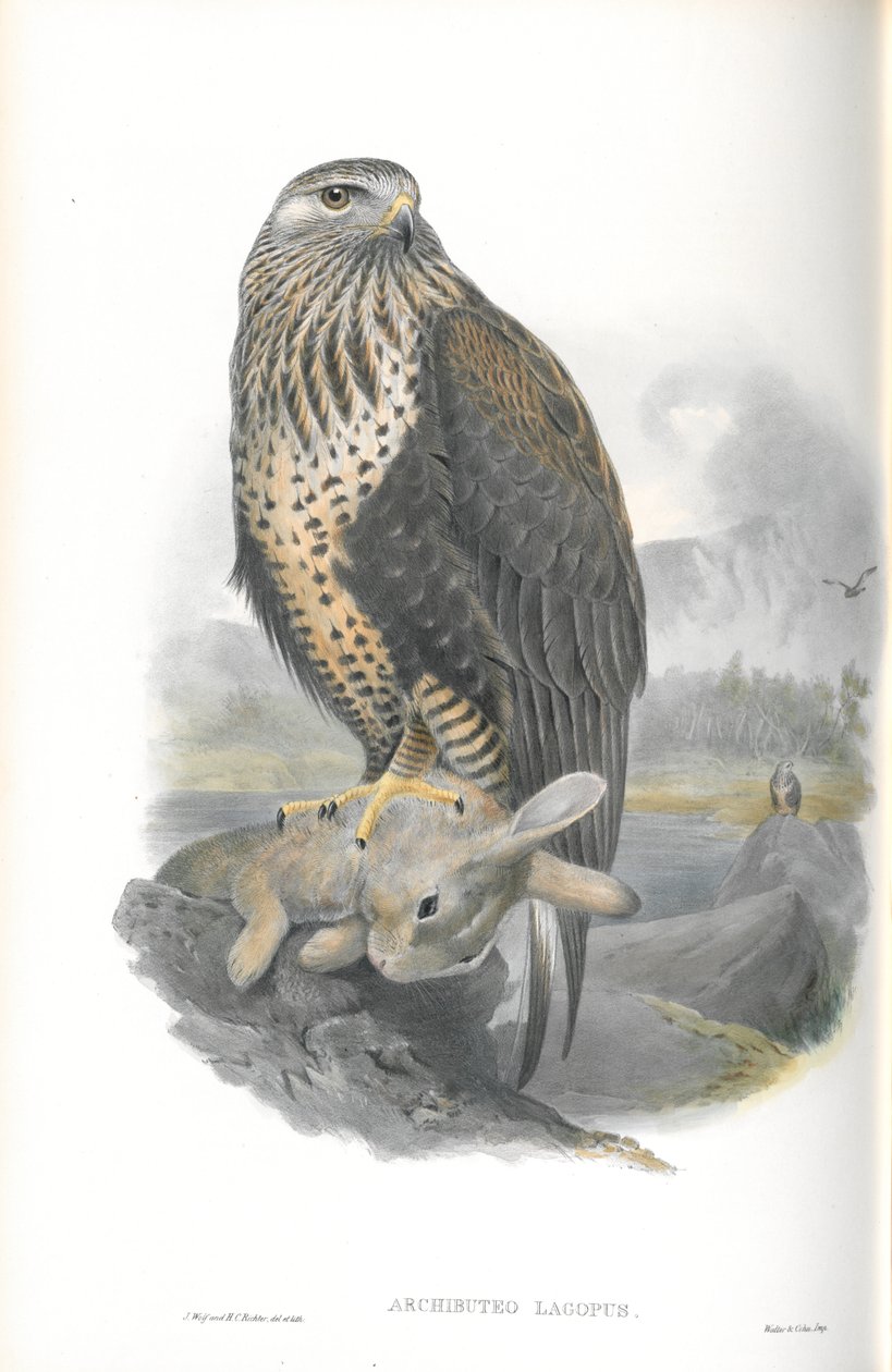 Illustration des Raufußbussards von John Gould