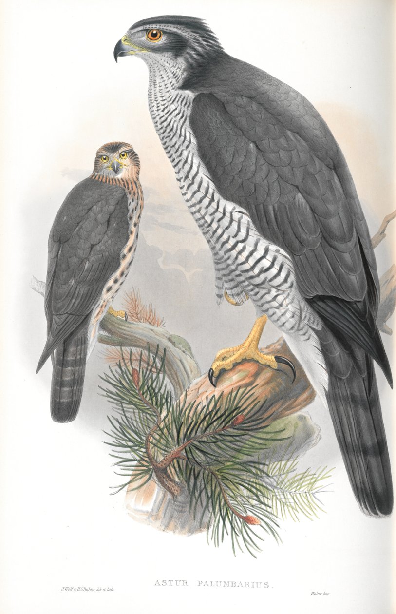 Illustration des Habichts von John Gould