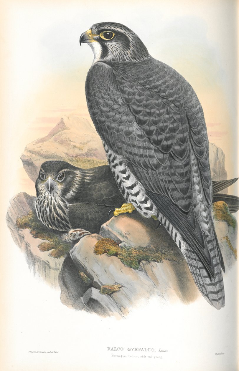 Illustration des Gerfalken von John Gould