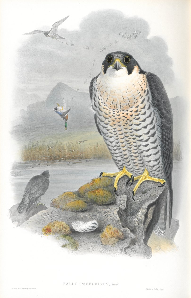 Illustration des Wanderfalken von John Gould