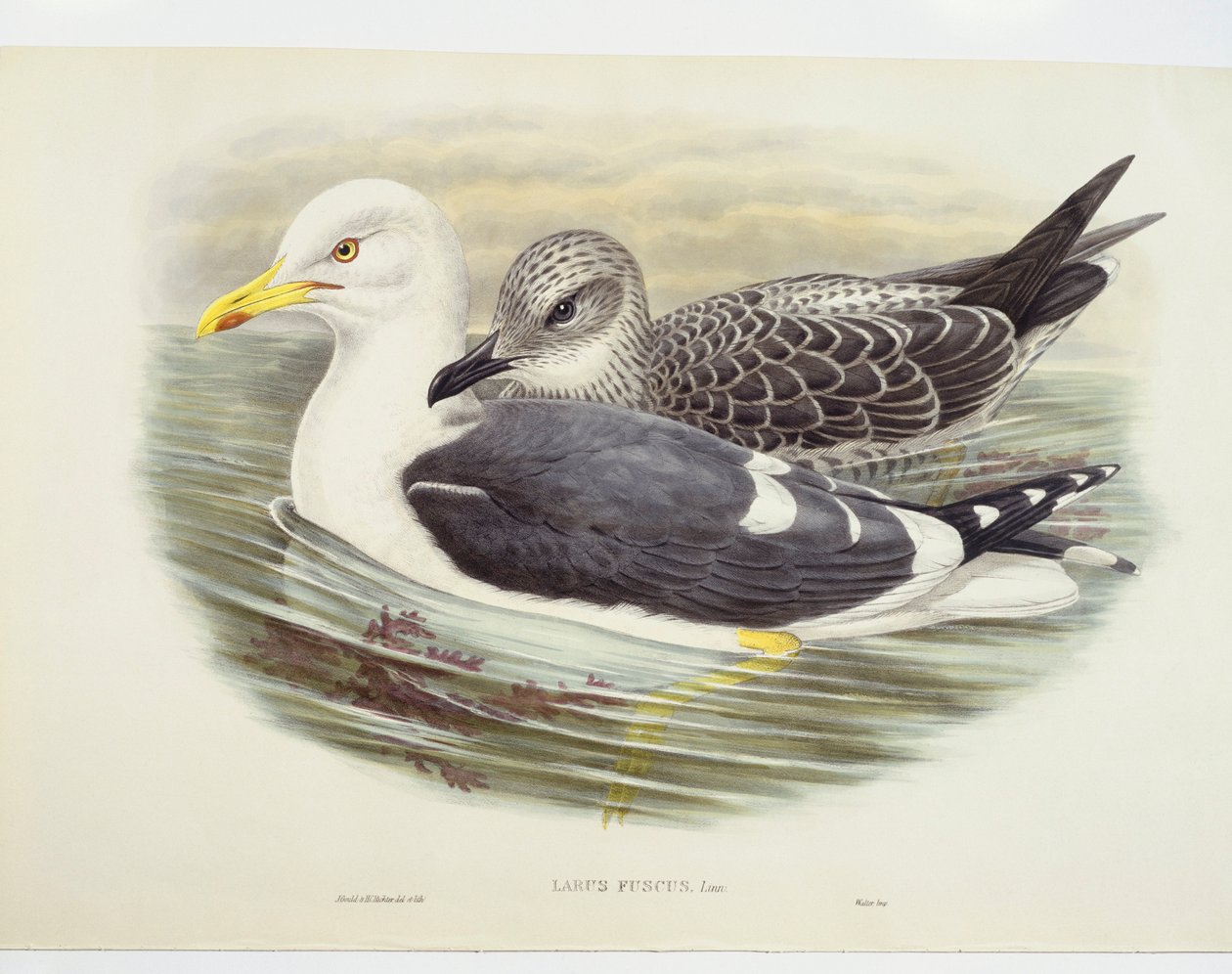 Heringsmöwe (Larus fuscus) von John Gould