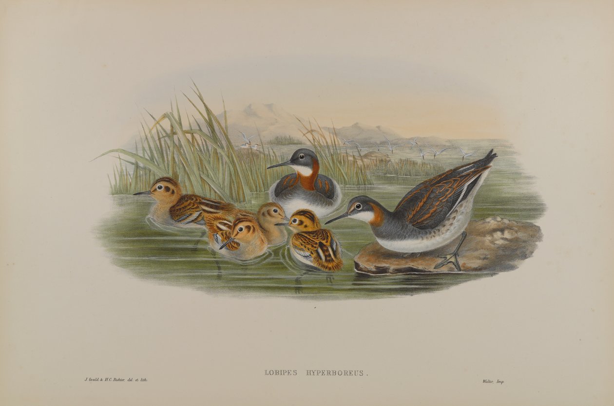 Lobipes Hyperboreus - Odinshühnchen von John Gould