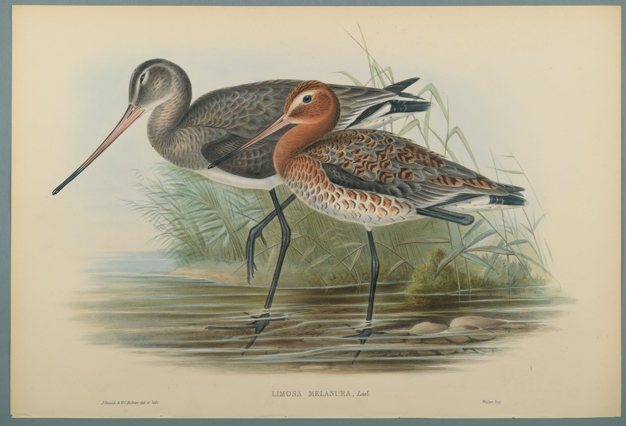 Schwarzschwanz von John Gould