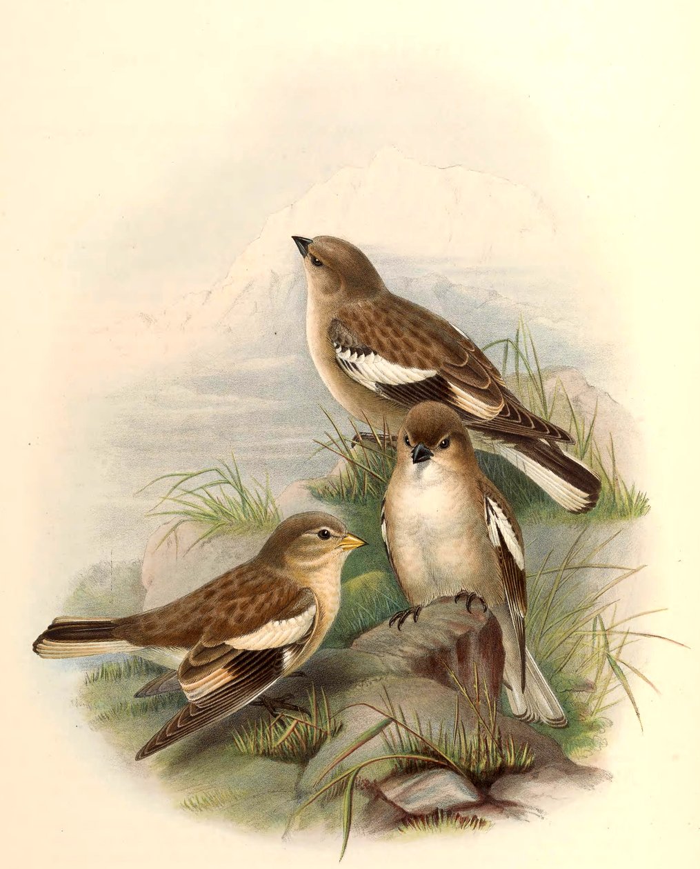 Montifringilla adamsi von John Gould