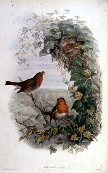Rotkehlchen von John Gould