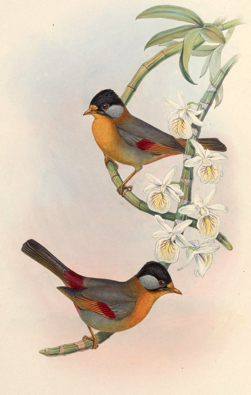 Silberohr-Mesia (Silberohr-Leiothrix) Leiothrix argentauris (Hodgson) von John Gould