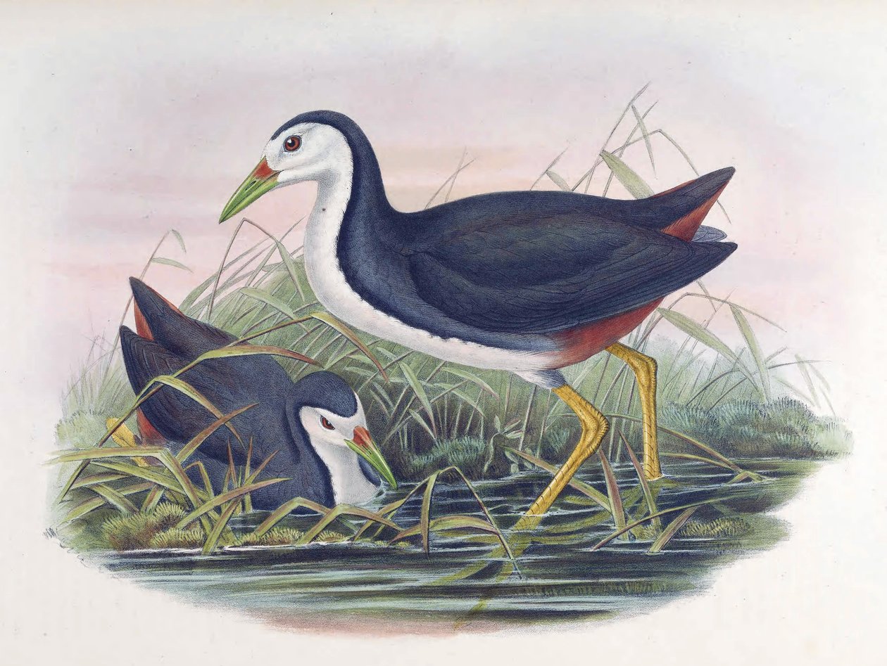 Weißbrust-Wasserhuhn Amaurornis phoenicurus (Pennant) von John Gould