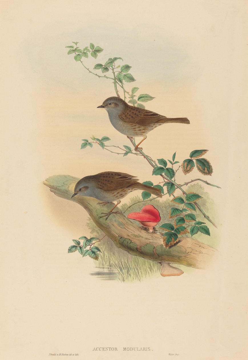 Heckenbraunelle (Dunnock) von John Gould and H.C. Richter