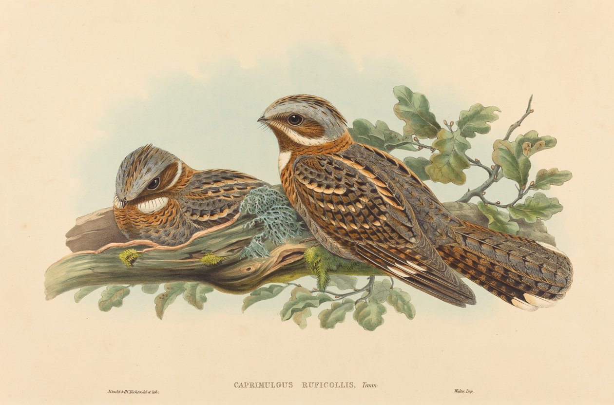Rotschwanz-Nachtschwalbe (Caprimulgus Ruficollis) von John Gould and H.C. Richter