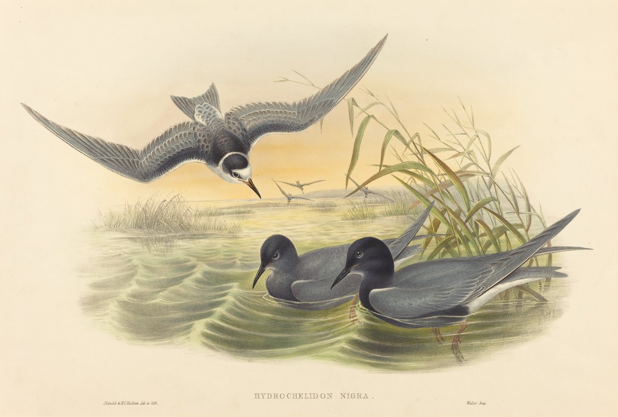 Hydrochelidon nigra von John Gould and H.C. Richter