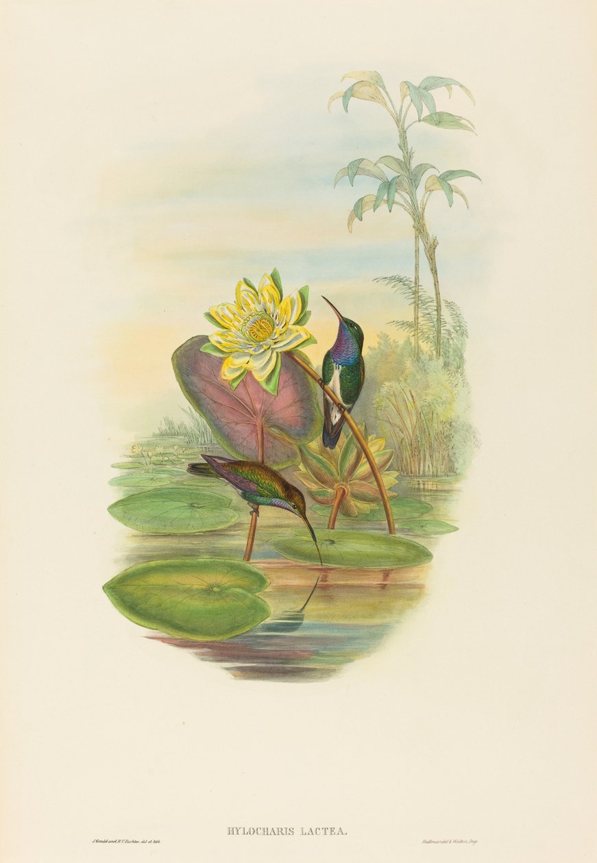 Hylocharis lactea (Saphirbrust-Smaragd) von John Gould and H.C. Richter