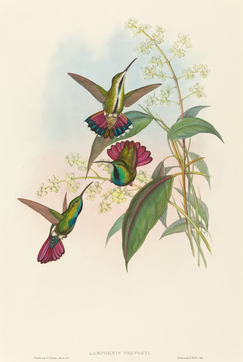Lampornis prevosti von John Gould and H.C. Richter