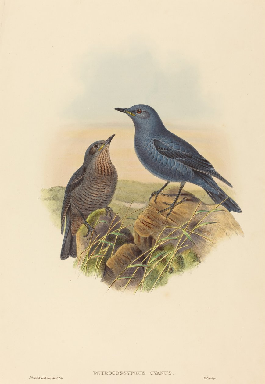 Petrocossyphus cyanus (Blausteindrossel) von John Gould and H.C. Richter