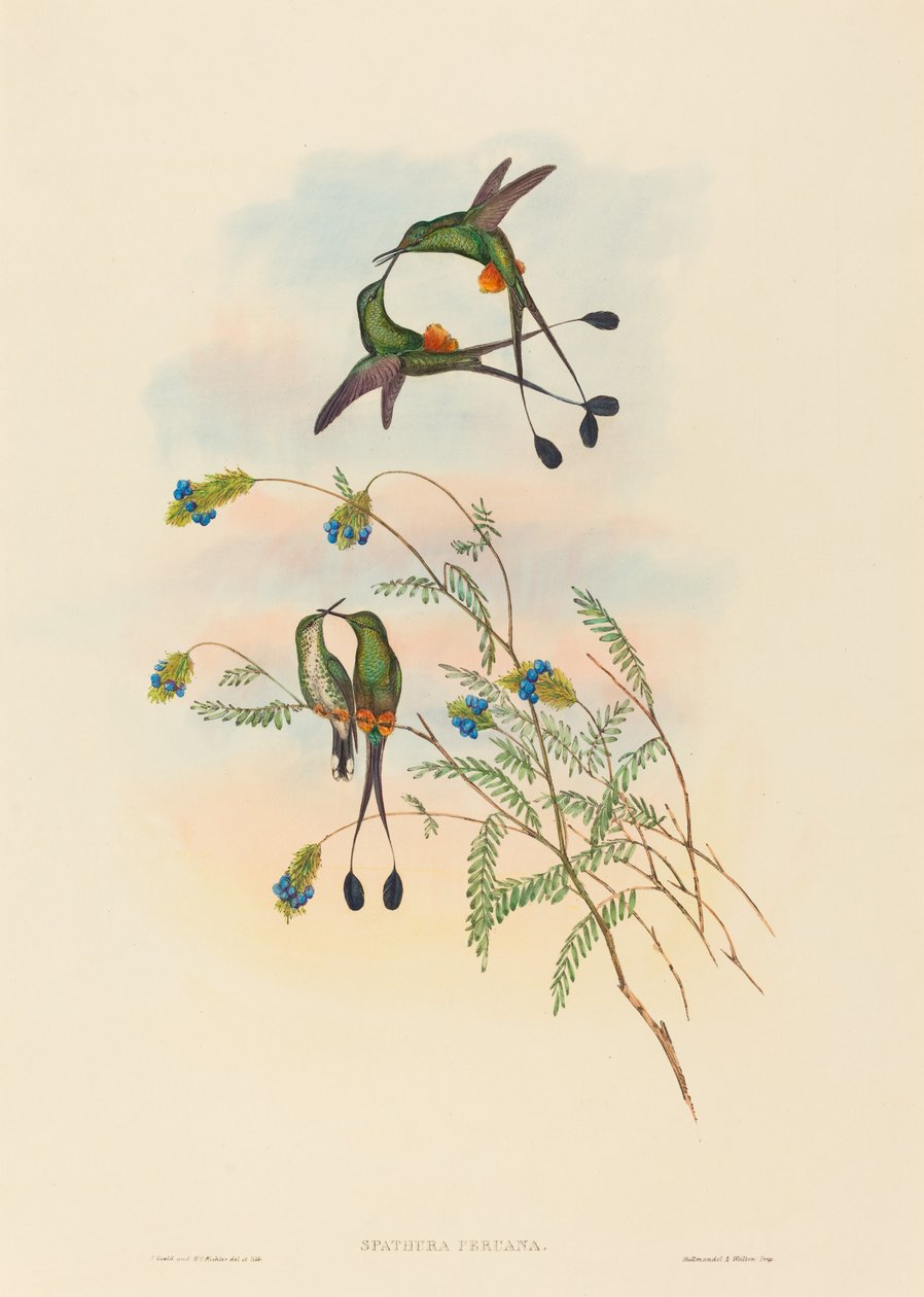 Spathura peruana (Peruanischer Racket-Tail) von John Gould and H.C. Richter