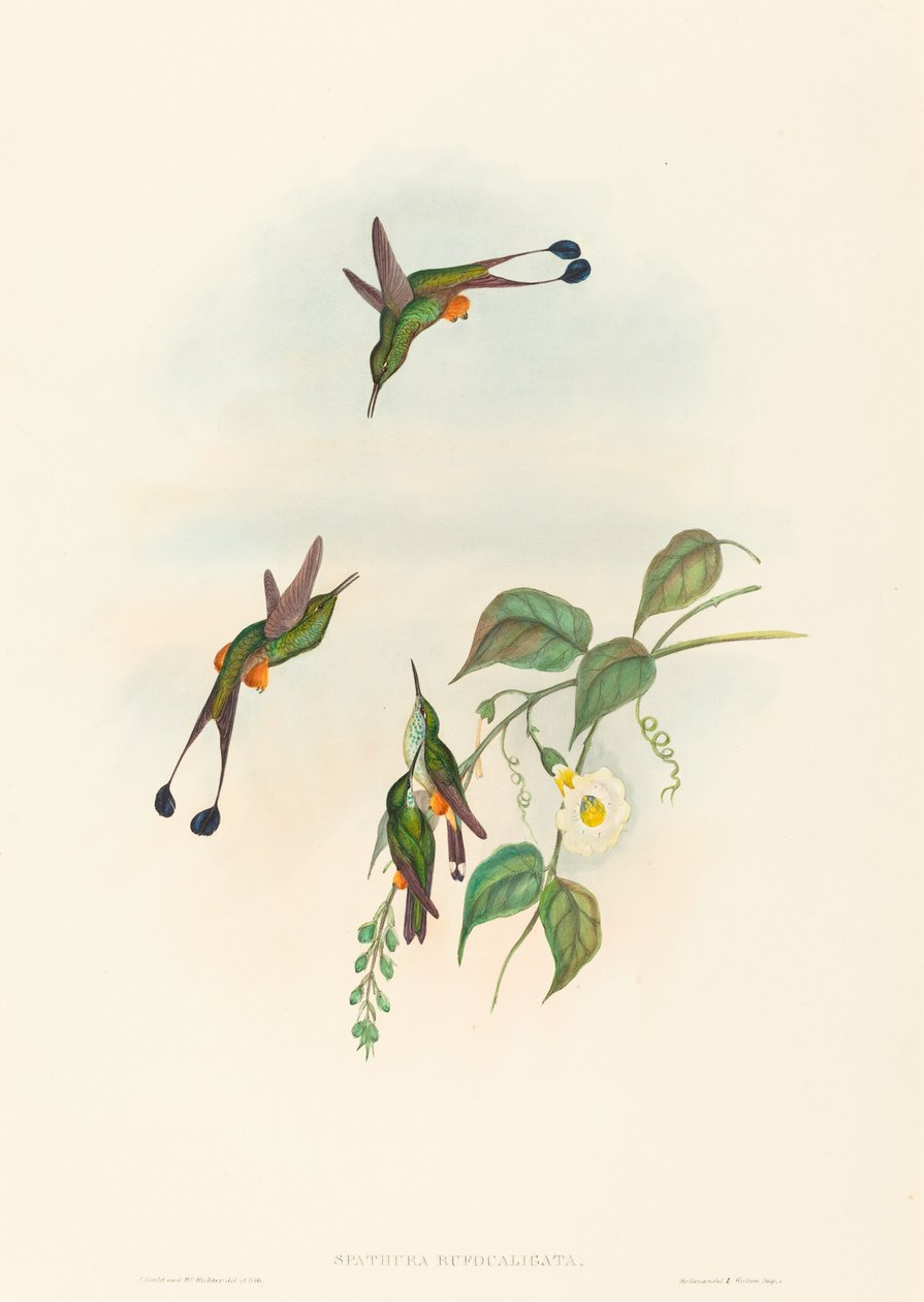 Spathura rufocaligata (Rotstiefel-Rackenschwanz) von John Gould and H.C. Richter