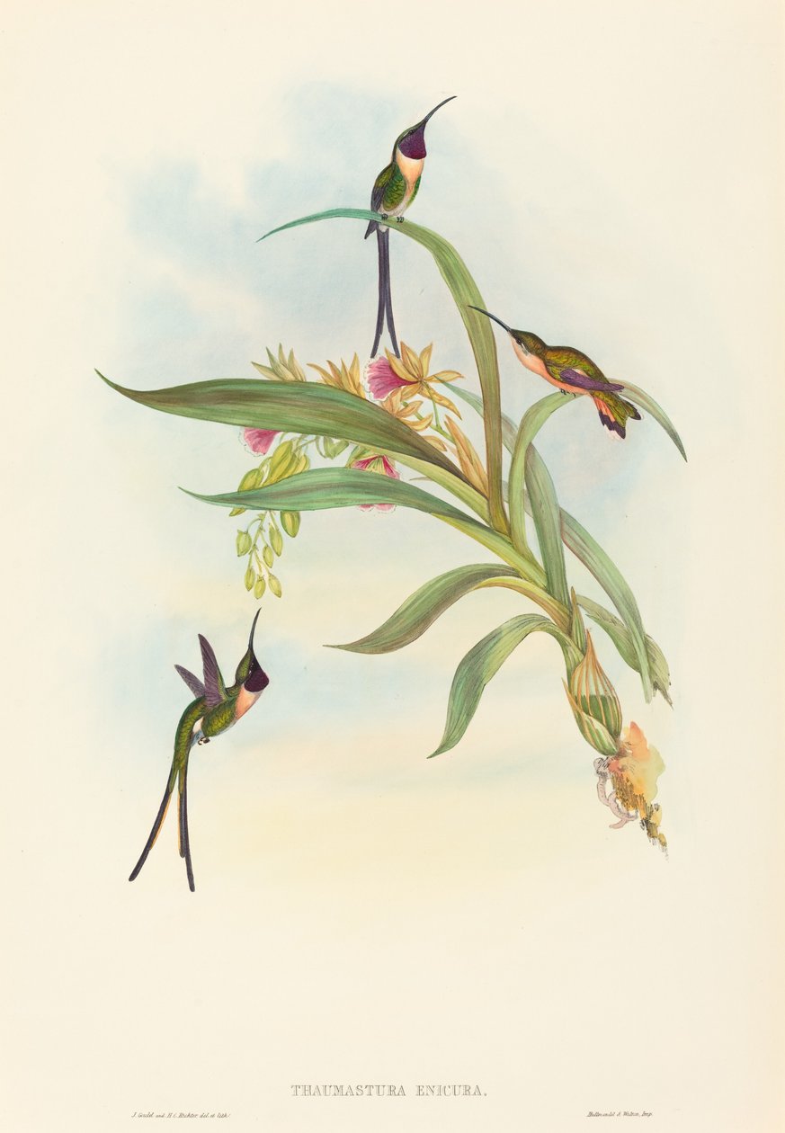 Tharmastura enicura (Schlanker Scherenschwanz) von John Gould and H.C. Richter