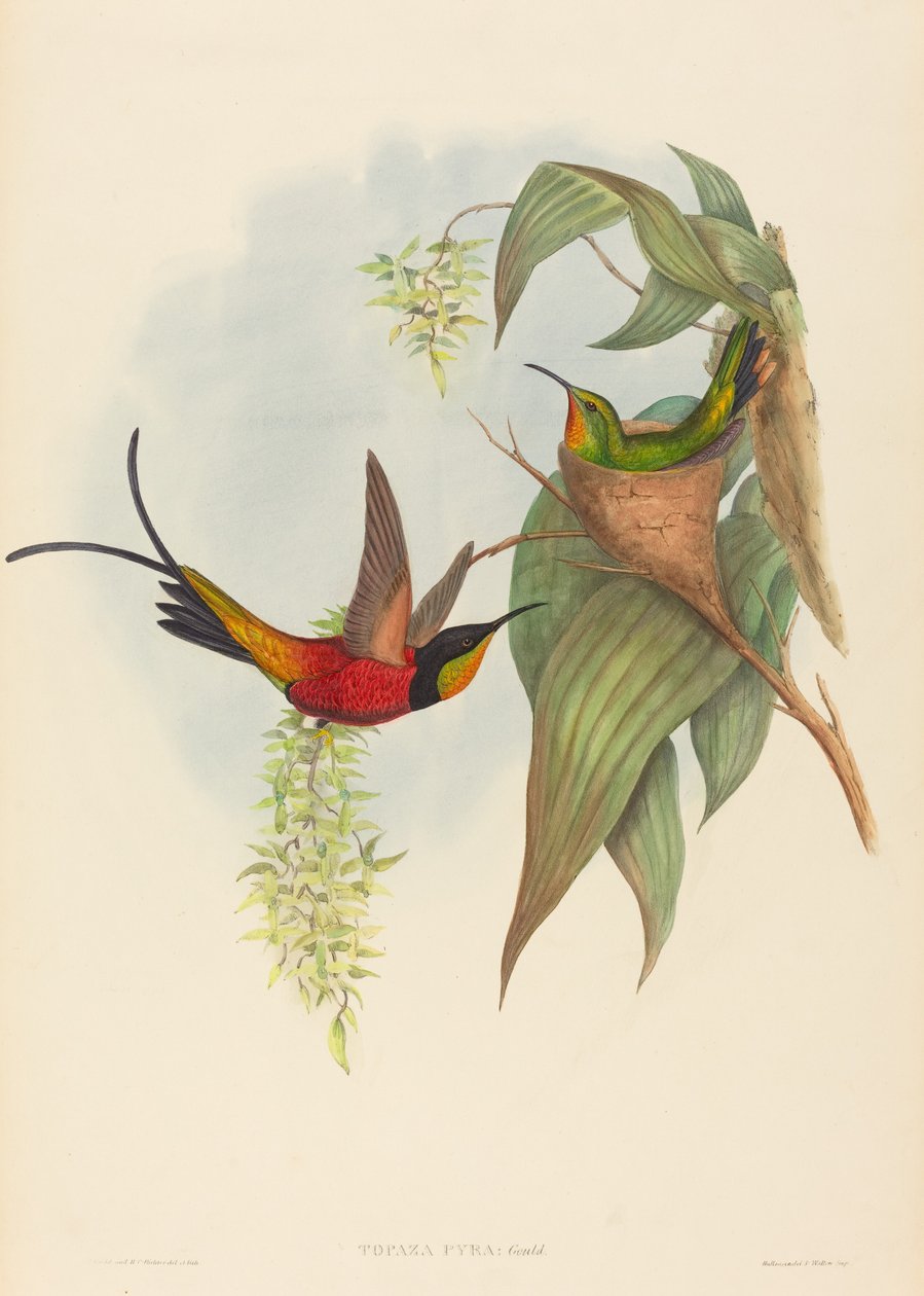 Topaza pyra (Feen-Topas) von John Gould and H.C. Richter