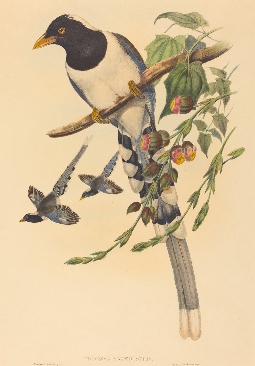 Urocissa magnirostris von John Gould and H.C. Richter