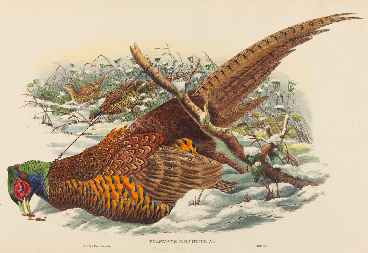 Phasianus colchicus (Ringfasan) von John Gould and W. Hart