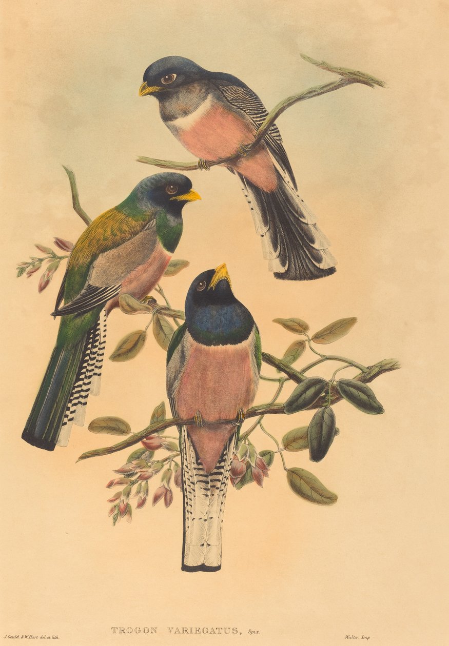 Trogan variegatus von John Gould and W. Hart