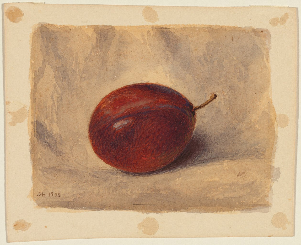 Pflaume von John Henry Hill