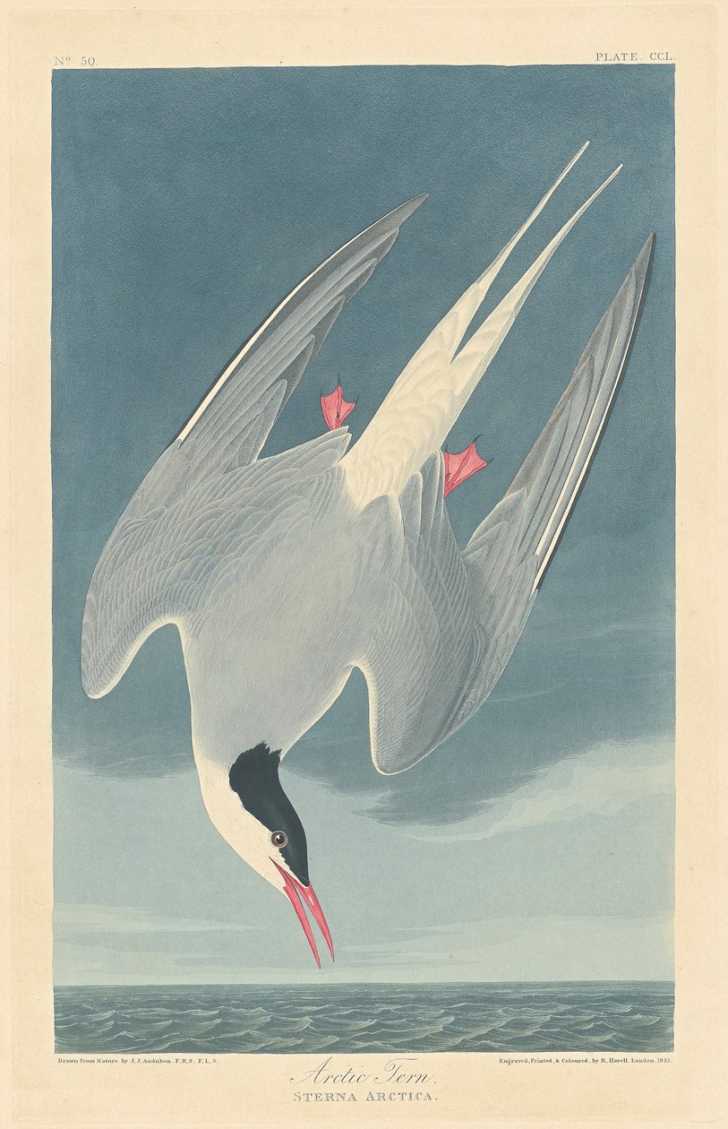 Arktische Seeschwalbe von John James (after) Audubon