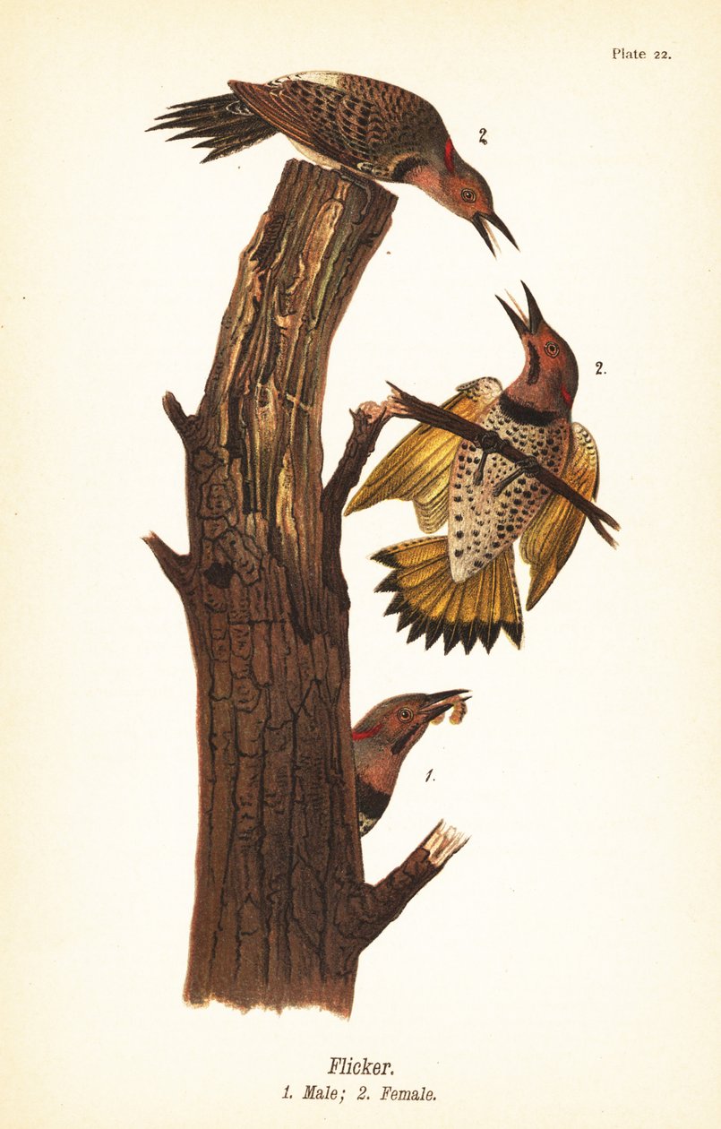Goldspecht, Colaptes auratus von John James (after) Audubon