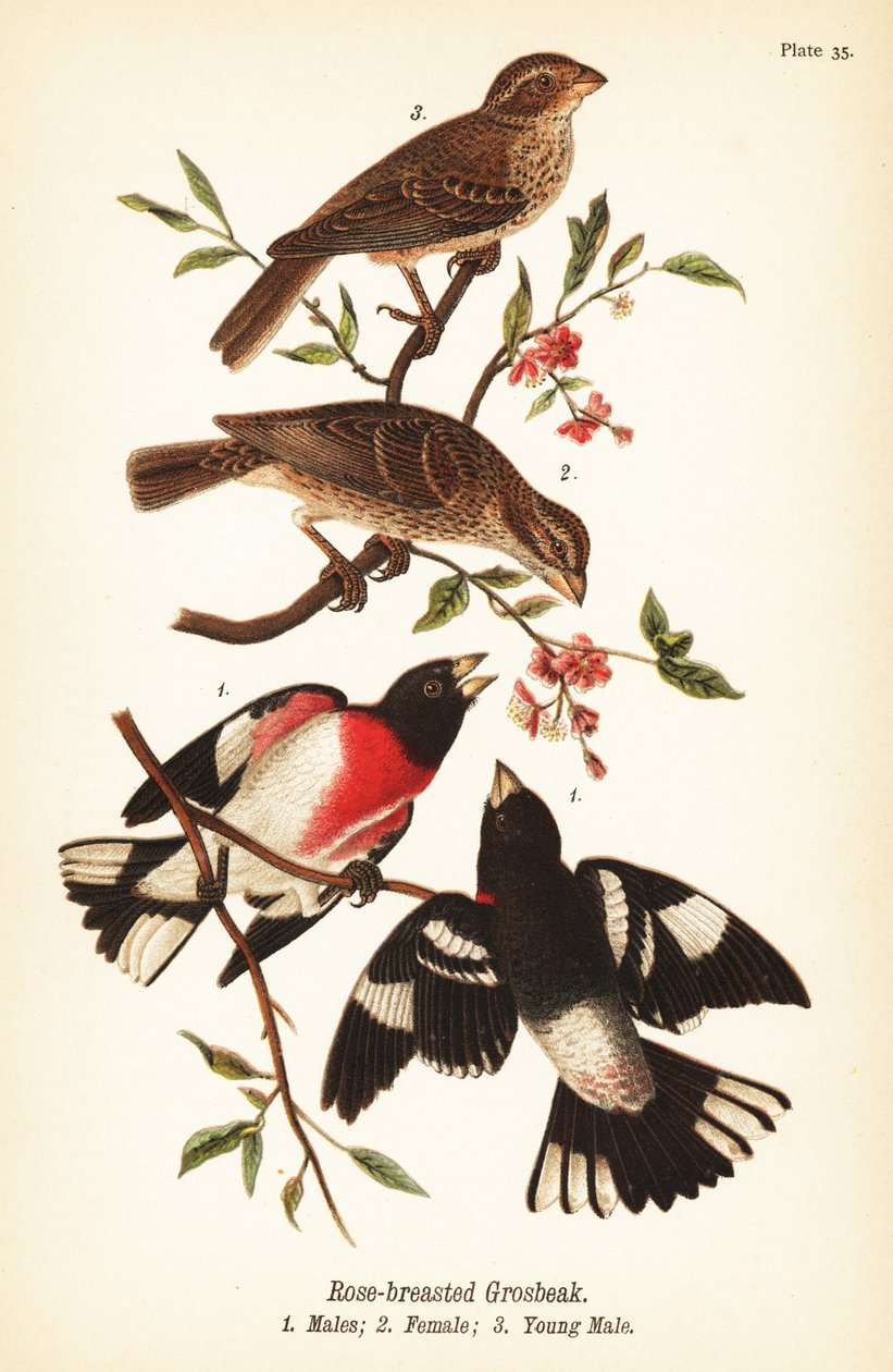 Rosenbrust-Kernknacker, Pheucticus ludovicianus von John James (after) Audubon