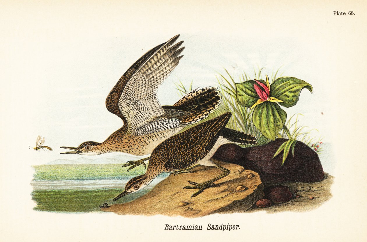 Prärieregenpfeifer, Bartramia longicauda von John James (after) Audubon