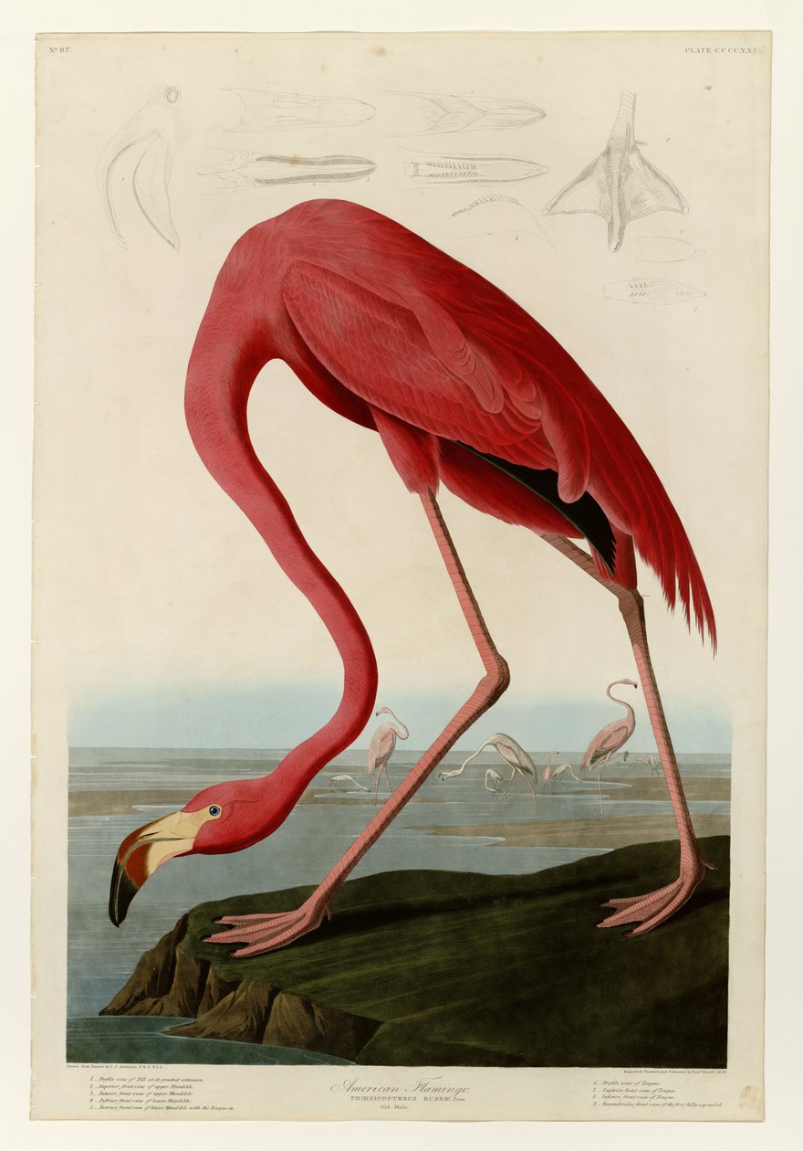 Amerikanischer Flamingo von John James Audubon