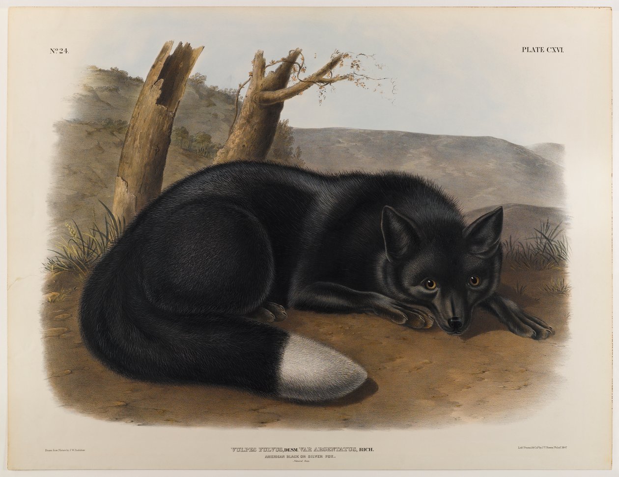 Amerikanischer Schwarz- oder Silberfuchs von John James Audubon
