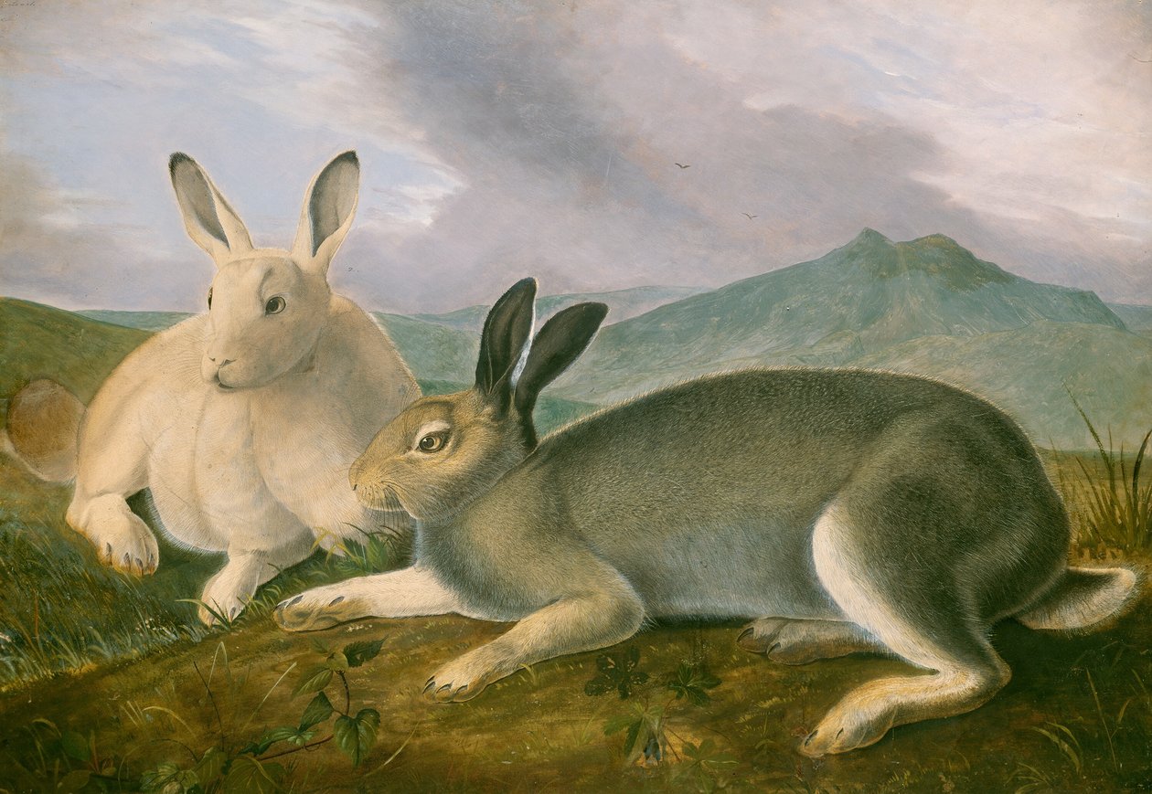 Arktischer Hase von John James Audubon