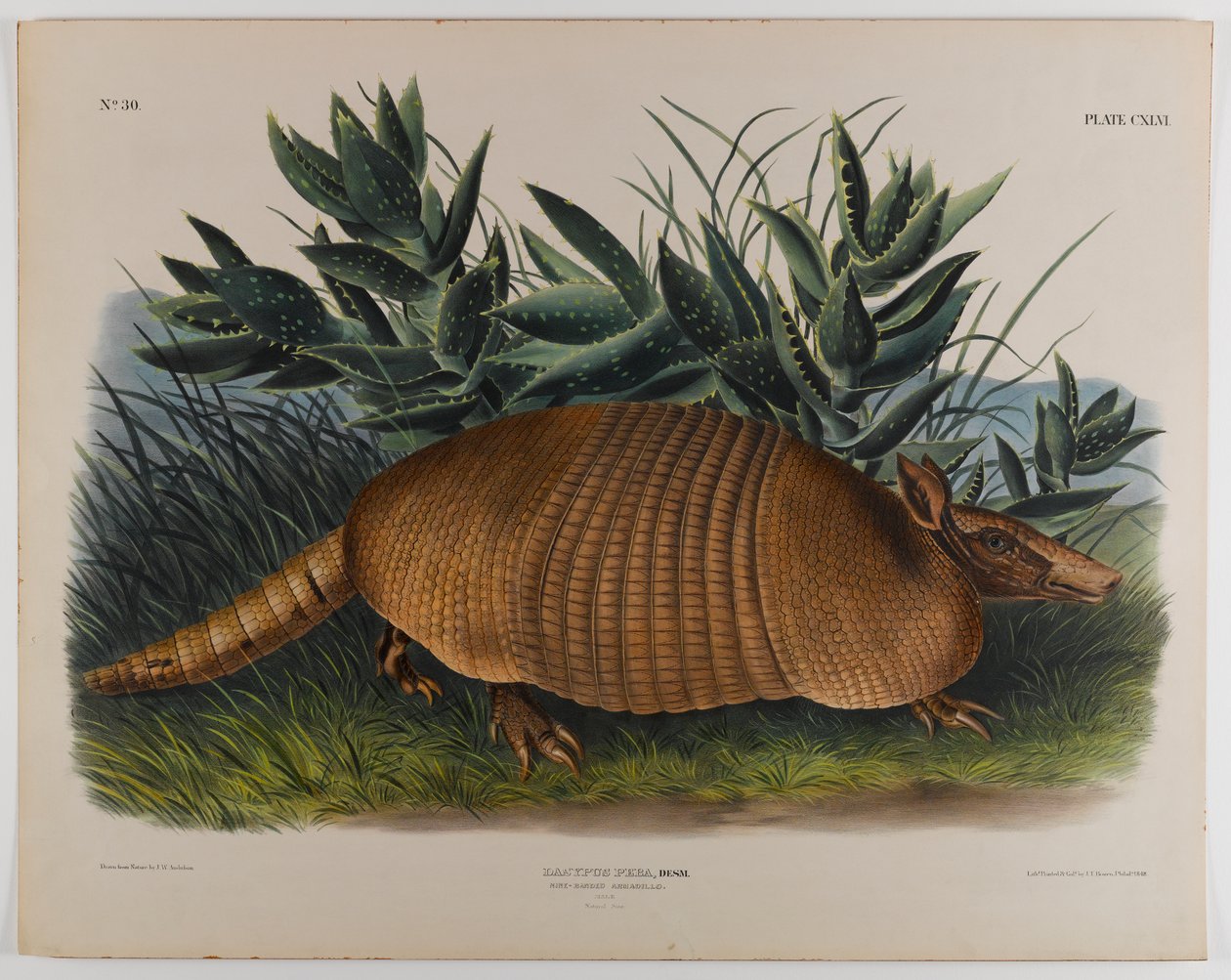 Gürteltier von John James Audubon
