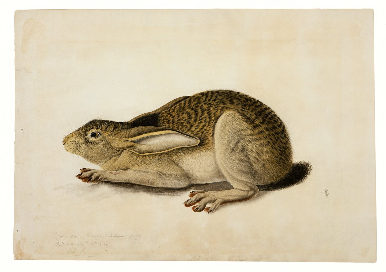Schwarzschwanzhase von John James Audubon