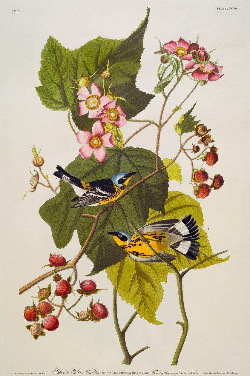 Schwarz-Gelber Waldsänger. Magnolienwaldsänger von John James Audubon