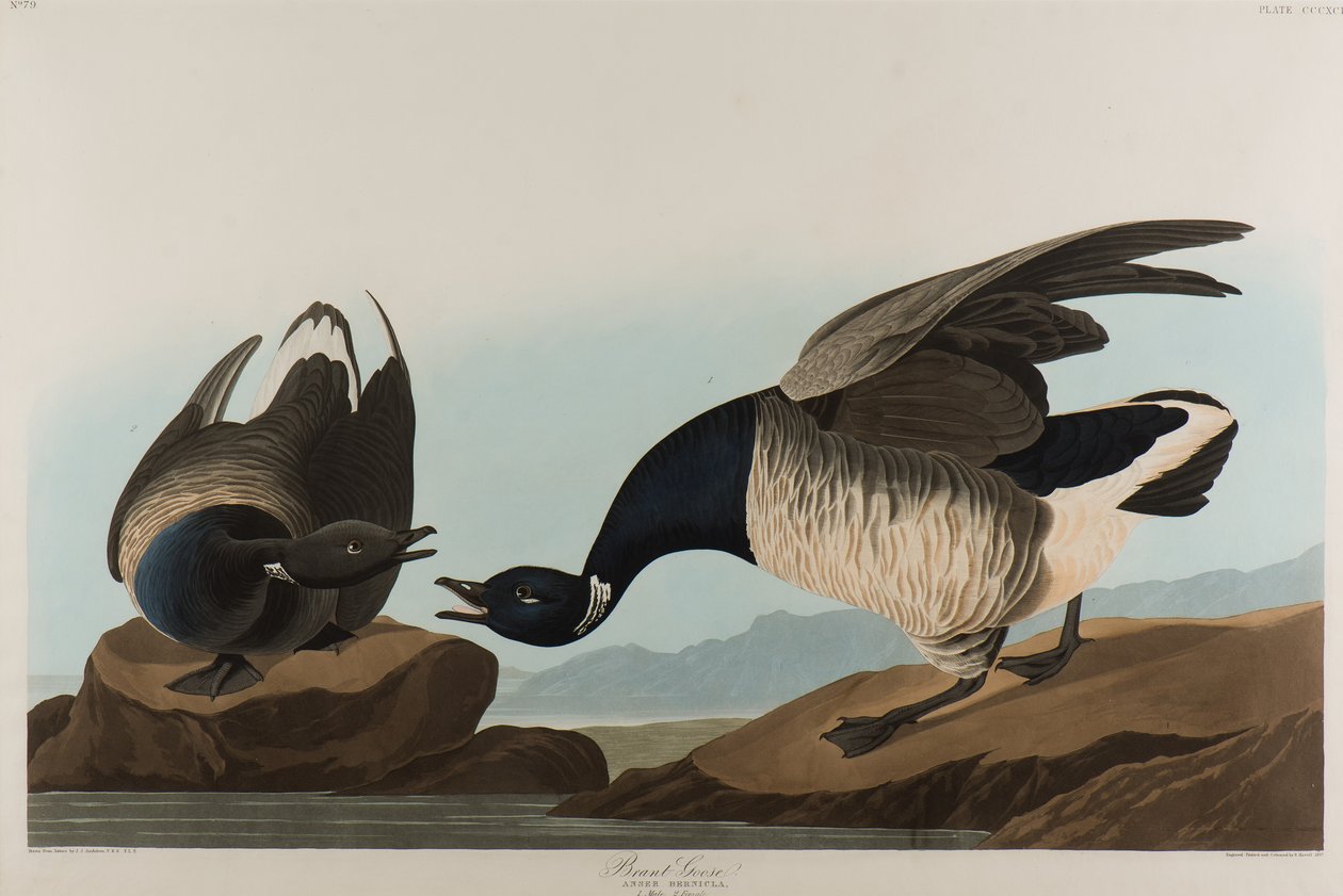 Ringelgans, 1837 von John James Audubon