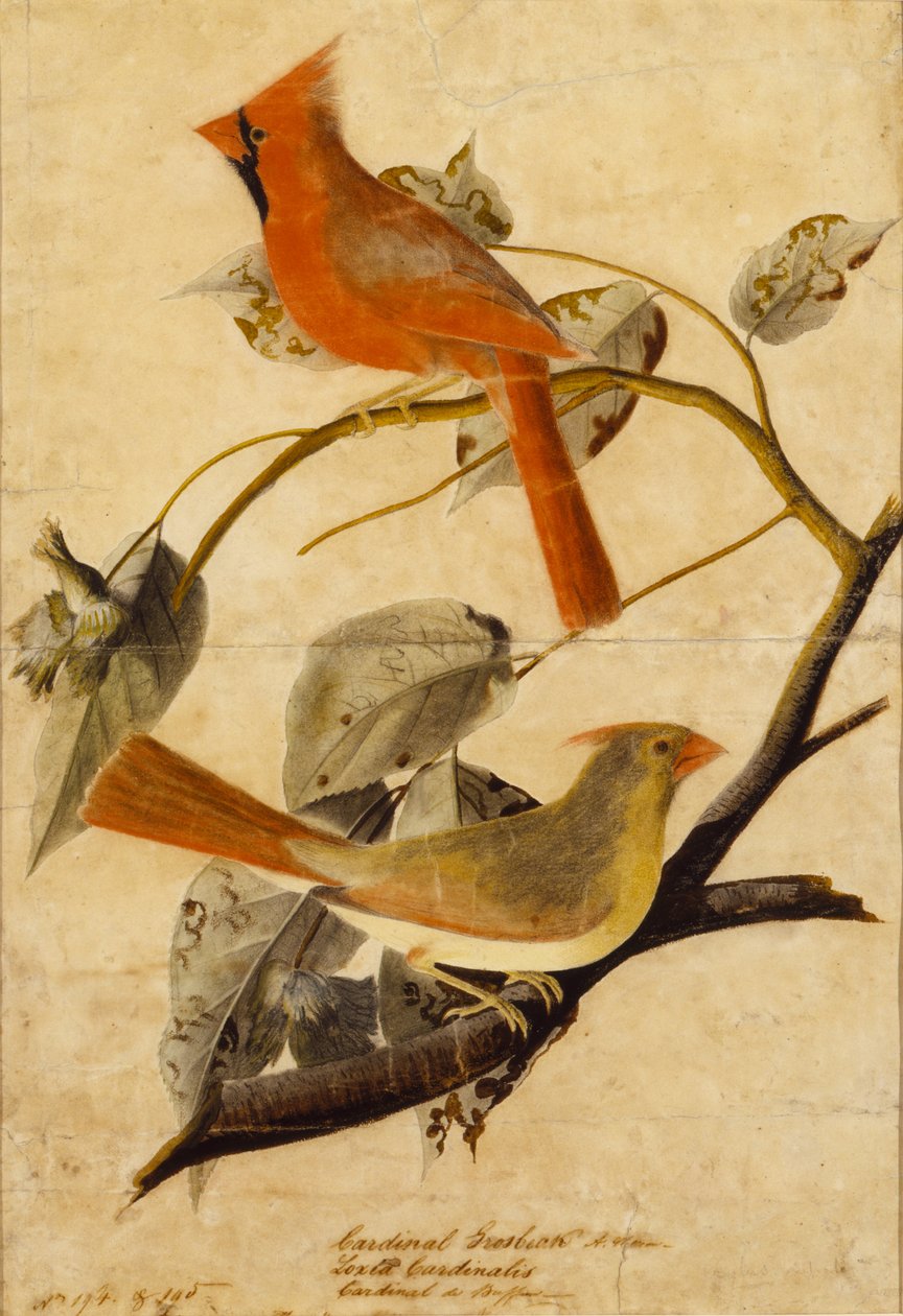 Kardinalgrosbeak von John James Audubon
