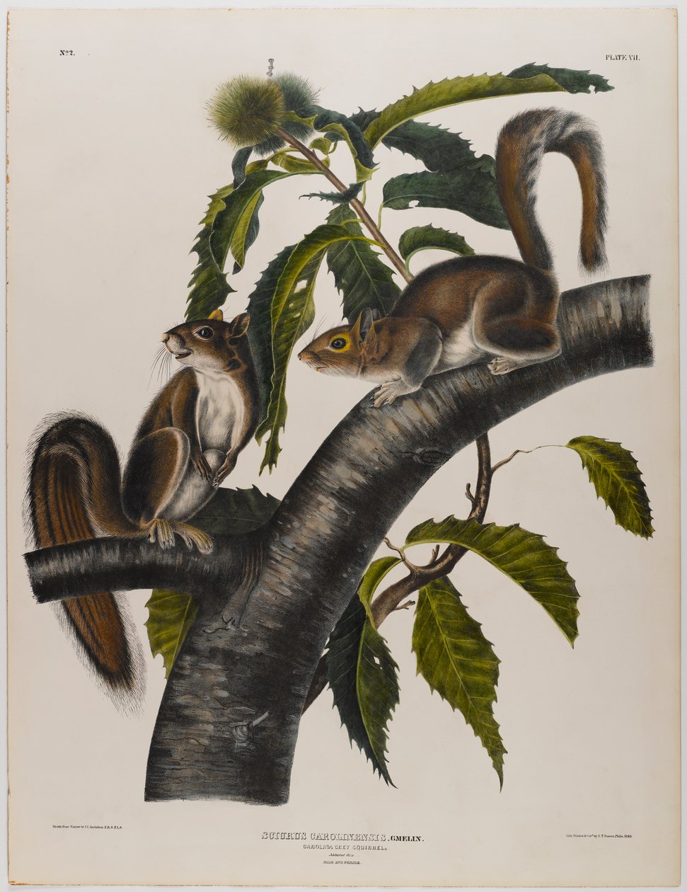 Carolina-Grauhörnchen von John James Audubon