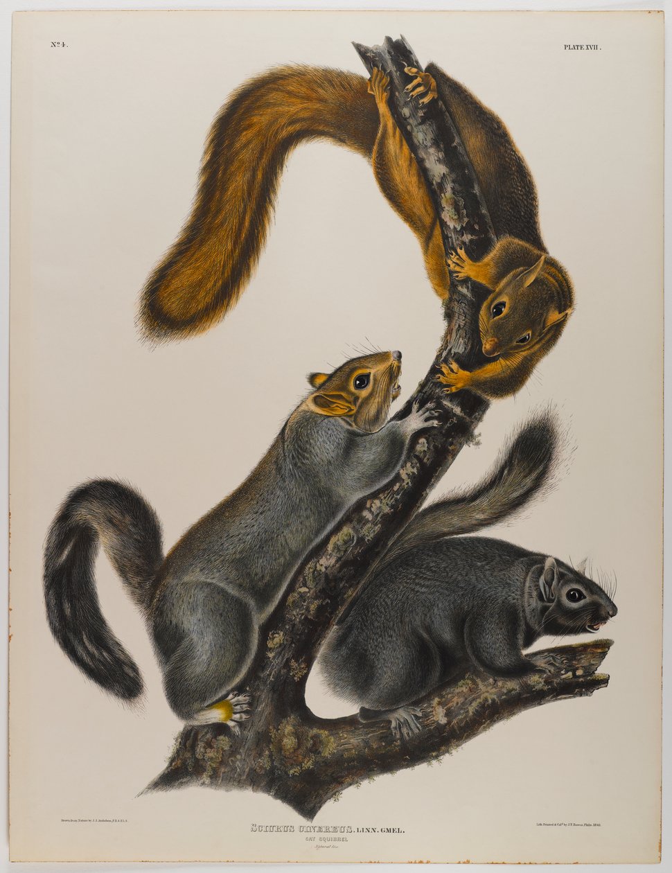 Katzenhörnchen von John James Audubon