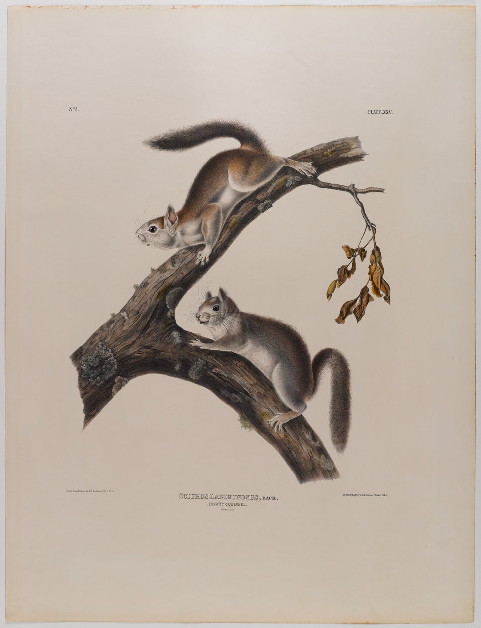 Flaumeichhörnchen von John James Audubon
