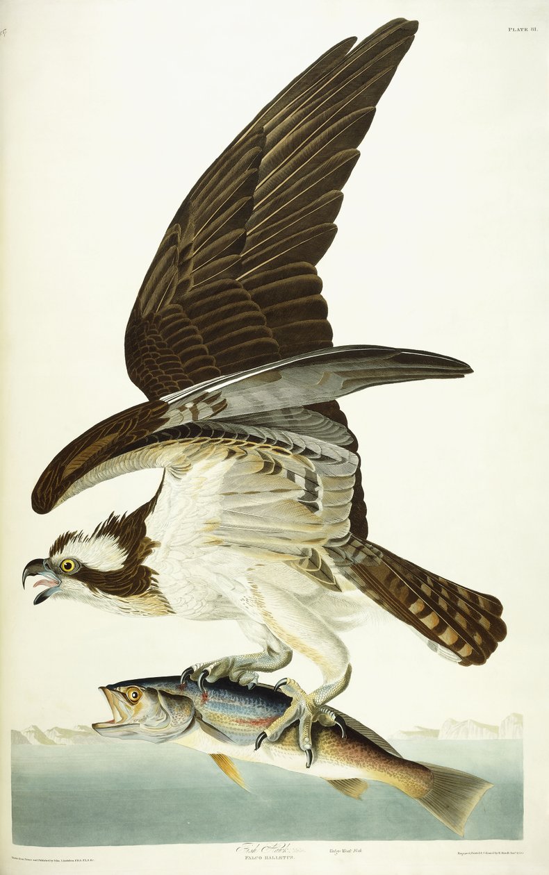 Fischadler, 1830 von John James Audubon