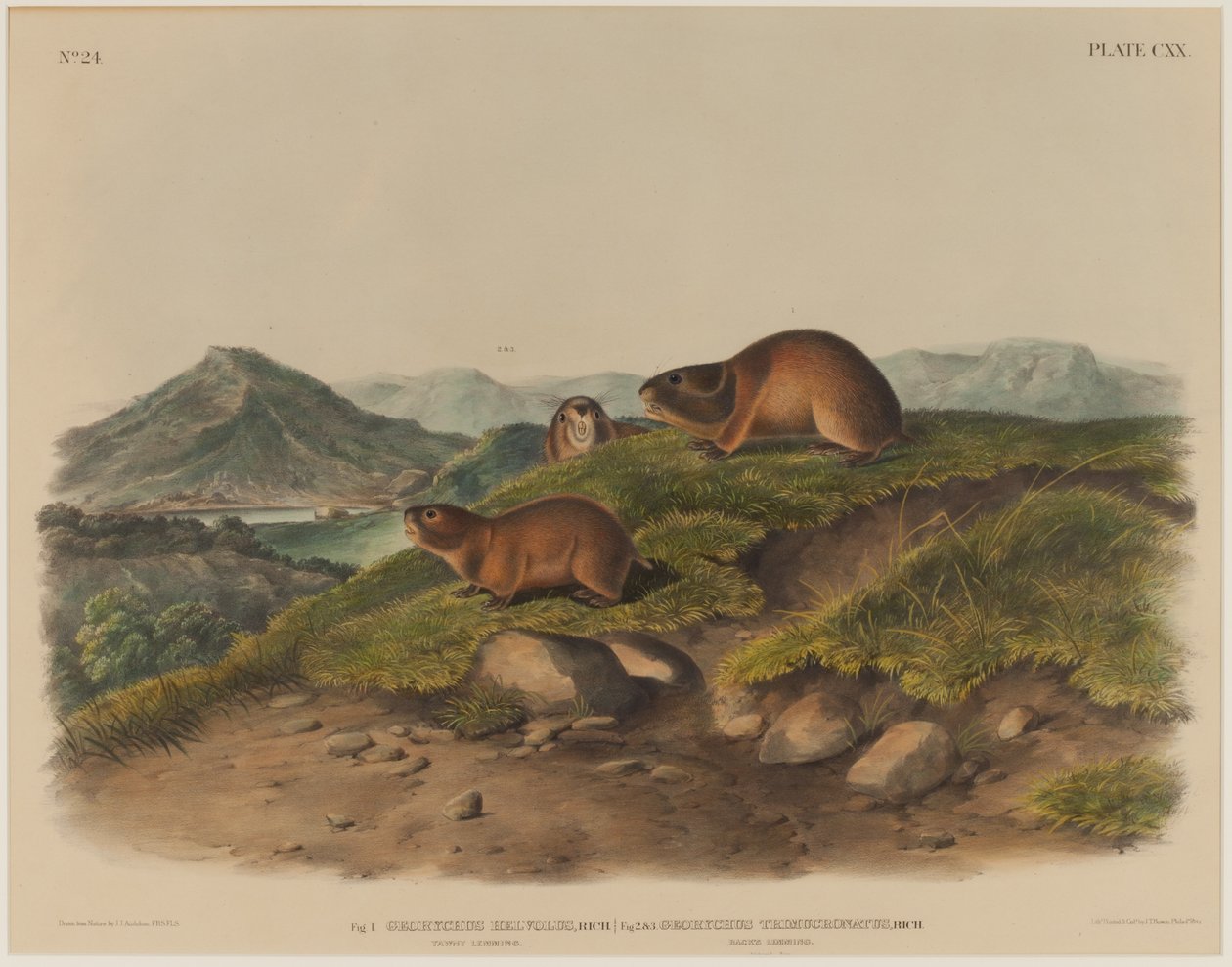 Georychus Helvolus & Georychus Trimucronatus von John James Audubon