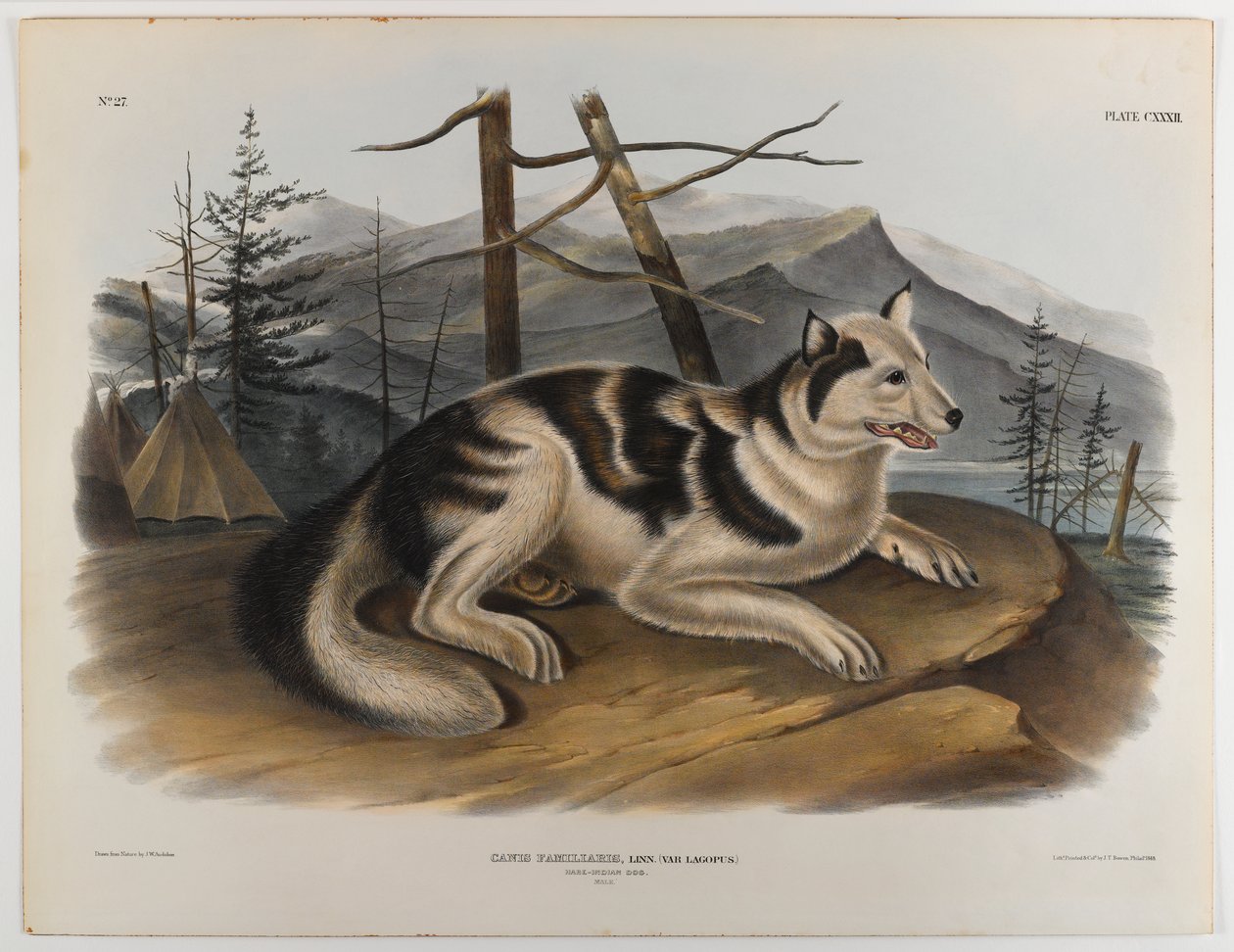 Hare-Indianer-Hund von John James Audubon
