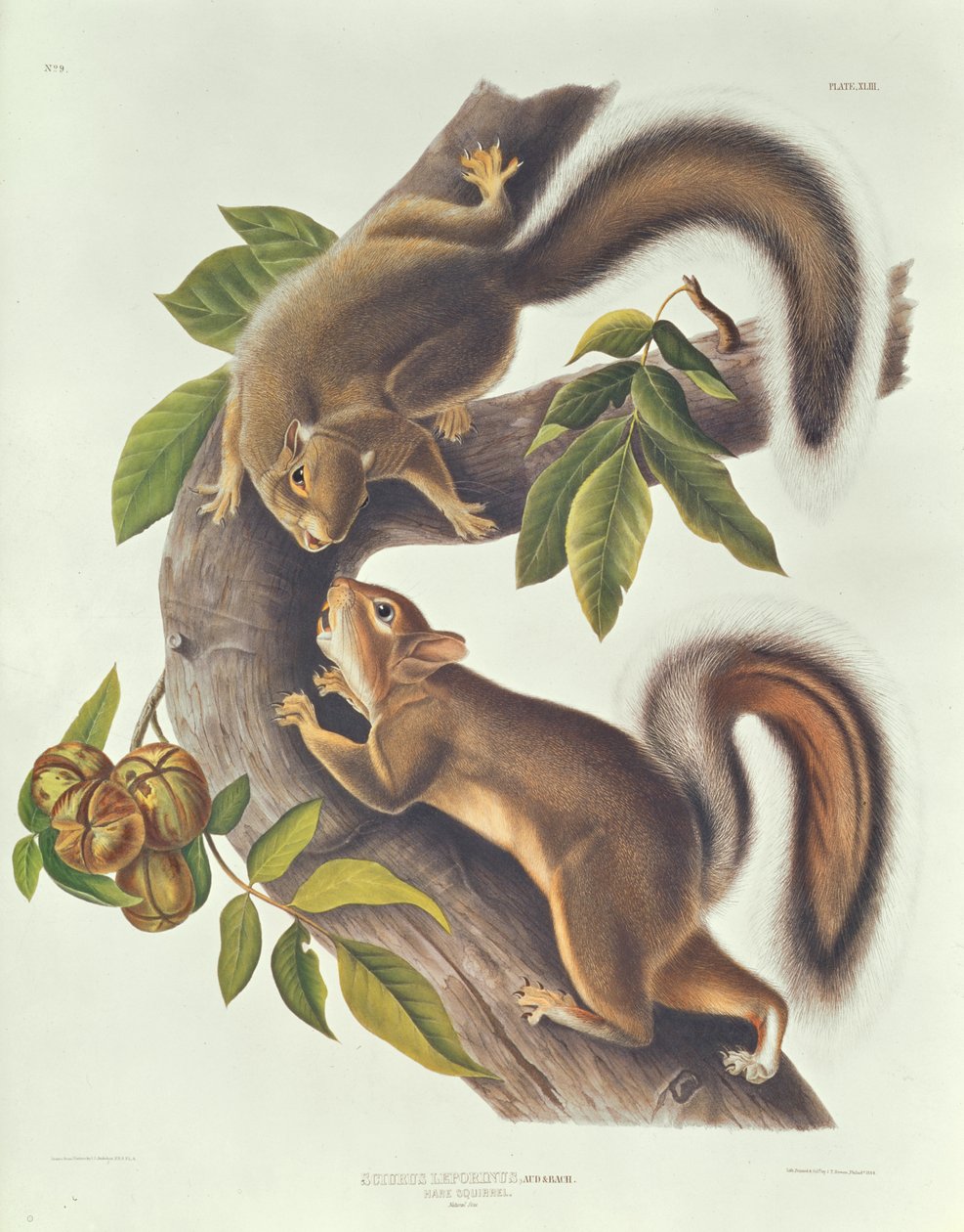 Hasenhörnchen (Sciurus Leoporinus) von John James Audubon